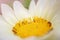 White-yellow gypsophila flower African chamomile close-up