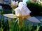 White and yellow iris close up. large, delicate soft petals. blurred building exterior background