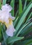 White and yellow iris closeup in the garden