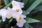 White and yellow iris closeup in the garden