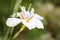 White and yellow iris in spring