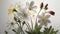 white and yellow irises on white background close up