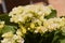 White and yellow  Kalanchoe blossfeldiana, flaming katy, christmas kalanchoe, florist kalanchoe, madagascar widows-thrill plant