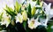White and yellow lilies flowers background botany decoration