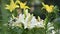 White and yellow lily flowers watering