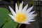 White Yellow lotus flower ( Nymphaea \'Daubenyana\' )