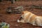 White and Yellow mixed breed dog bitting and playing with a wooden pice