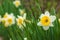 White yellow narcissus blooming bud