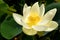 White yellow Nelumbo lutea, american lotus flower close up outdoor, outside in natural sunlight