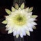 White and Yellow Night Blooming Cereus jamacaru Flower