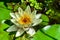 White or yellow nymphaea or water lily flower macro shot with water drops on petals in water of garden pond with green leafs