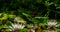 White and yellow nymphaea or water lily flowers and green leafs in water of garden pond closeup