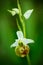 White yellow Ophrys holoserica subsp, Late Spider Orchid,flowering European terrestrial wild orchid in nature habitat with green b