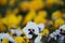 White and Yellow Pansis flower in garden. Soft focus nature Background