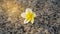 White and yellow petals of Plumeria blooming under sunlight on grey rough surface skin of granite stone background