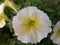 White yellow petunia