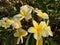 White and yellow plumeria