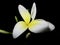 White and yellow plumeria bloom