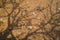 White and yellow Plumeria flower fallen on temple ground with soft abstract natural pattern of big tree branches shadow and dried