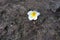 White and yellow plumeria flowers fallen on the background stone