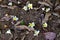 White and yellow plumeria flowers fallen on the ground with dry