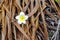 White and yellow plumeria flowers fallen on the ground with dry