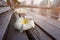White and yellow plumeria flowers on the old wooden chair