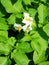 White with yellow potato flowers on green foliage background