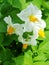 White with yellow potato flowers on green foliage background