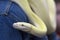 White with yellow python on blue jeans background, close-up