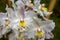 White, yellow and red odontoglossum orchid flowers