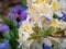 White and yellow rhododendrons in front of blue flowers