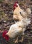 White and yellow rooster looking for food.