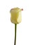 White yellow rose, isolated on white background.