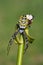 White - Yellow Spider, Argiope bruennichi