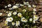 White and yellow spring chamomiles on the ground