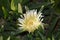 White and yellow succulent ice plant flower Carpobrotus