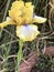 White and Yellow Tall Bearded Iris Blossom with Purple Beards