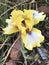 White and Yellow Tall Bearded Iris Blossom with Purple Beards