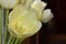 White yellow tinged tulip