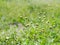 White yellow tiny wild daisy grass flowers