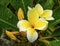 White Yellow Tropical Plumeria Frangipani Flower Easter Island Chile