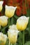 White yellow tulip closeup