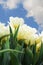 White and yellow tulips in garden on the background of bright blue cloudy sky. Spring plant postcard, flower wallpaper. Vertical