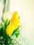 White and yellow tulips. Greeting card