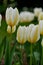 White and yellow tulips growing in a lush garden at home. Pretty flora with vibrant petals and green stems blooming in