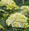 White and yellow umbels of Hydrangea plants in a Dutch horticulture glasshouse