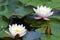 White Yellow waterlily Lotus