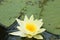 White Yellow waterlily Lotus