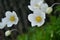 White yellow windflower detail on green